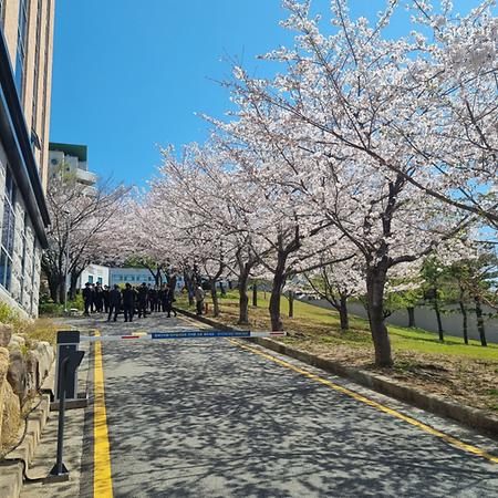 🌸 차없는거리 : 너를 그리는 거리 🌸(학교행사) 